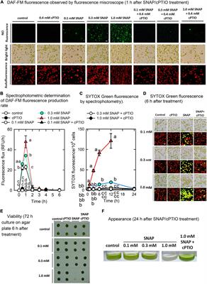 Molecular Mechanisms Underlying the Acclimation of Chlamydomonas reinhardtii Against Nitric Oxide Stress